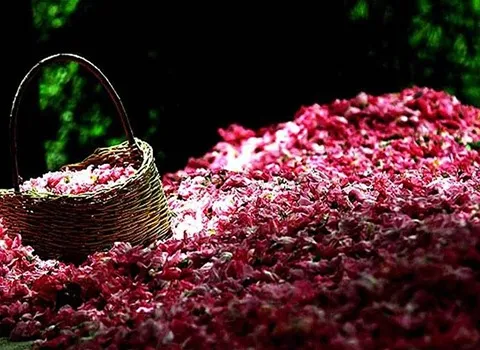 عرقیات شیراز؛ بهارنارنج گلاب بیدمشک گالن (15 20 30) لیتری