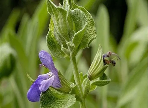 قیمت گیاه تازه مریم گلی + خرید