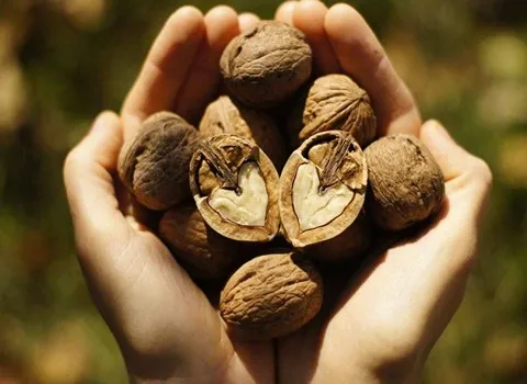 معرفی گردو ژنوتیپ کانادایی + بهترین قیمت خرید