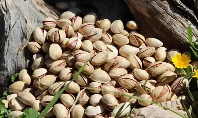 تعبیر خواب پسته زیاد و خواص منحصر به فرد پسته