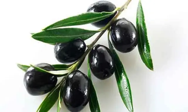 قیمت خرید زیتون سیاه اسپانیایی + خواص، معایب و مزایا