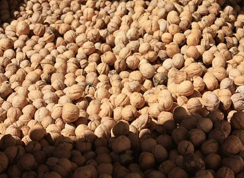 قیمت گردوی تازه + خرید انواع متنوع گردوی تازه