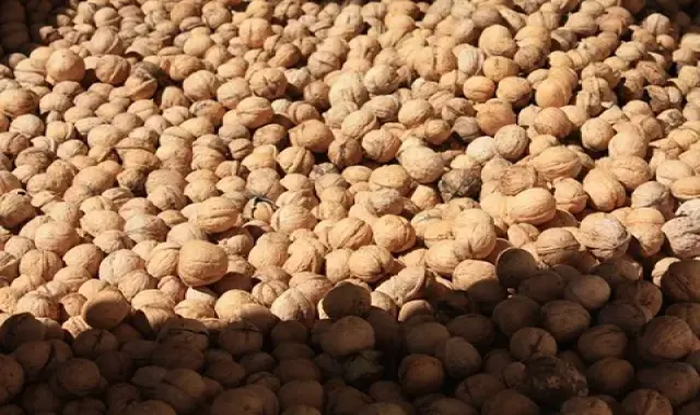 قیمت گردوی تازه + خرید انواع متنوع گردوی تازه