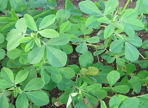 قیمت خرید گیاه شنبلیله + مزایا و معایب