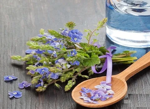 قیمت خرید عرق کاسنی شاتره + خواص، معایب و مزایا