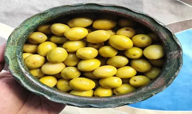 معرفی انواع زیتون کنسروی + بهترین قیمت خرید