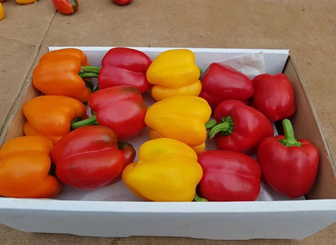 انواع فلفل دلمه ای رنگی | خرید با قیمت ارزان