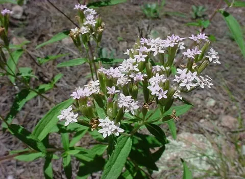 استویا یزد (شیرین برگ) پودر مایع حاوی ویتامین فیبر پروتئین Stevia