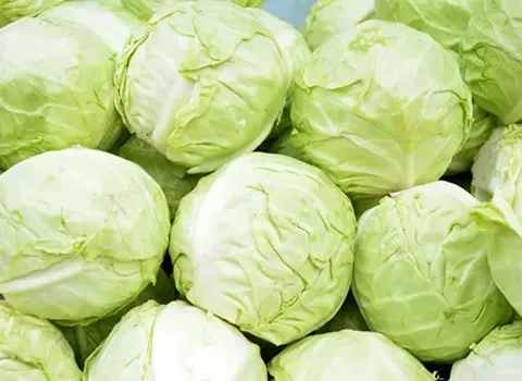 خرید انواع کلم سفید + قیمت