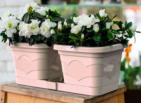 خرید و قیمت روز گلدان پلاستیکی چهارگوش