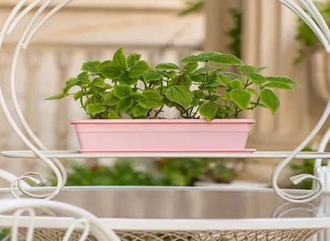 قیمت گلدان پلاستیکی مستطیلی ارزان