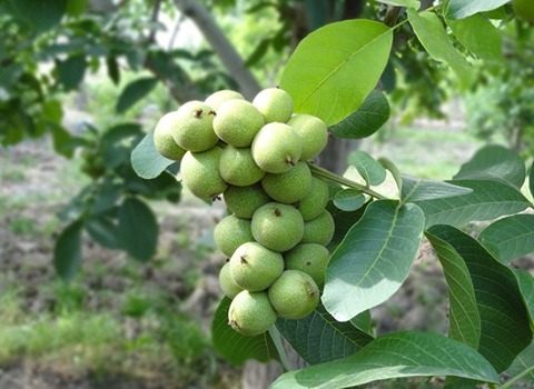 گردو خوشه ای پاکوتاه؛ شناسنامه دار مقاومت بالا طول 5 متر