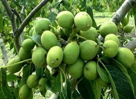 معرفی انواع گردو گرمسیری + قیمت خرید