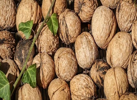 قیمت خرید گردو تویسرکان ایران + تست کیفیت