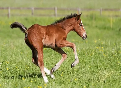 اسب اصیل چعب (عرب) مشکی قهوه ای استخوانی چوگان Khuzestan