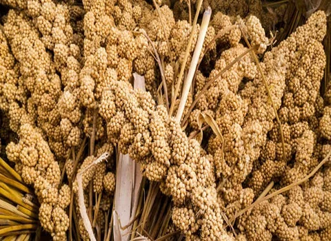 مرجع قیمت انواع کلپوره کوهی + خرید ارزان