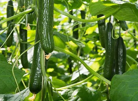 خرید خیار درختی | فروش انواع خیار درختی با قیمت مناسب