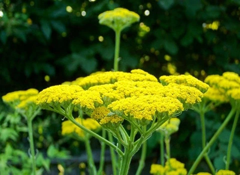 آشنایی با بومادران زرد  + قیمت استثنایی خرید بومادران زرد