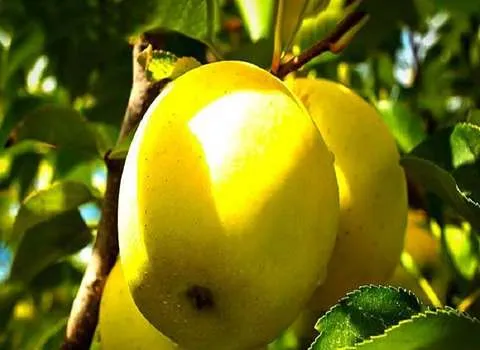 سیب زرد امروز؛ خام تازه حاوی پروتئین c درمان دیابت مشکلات گوارشی