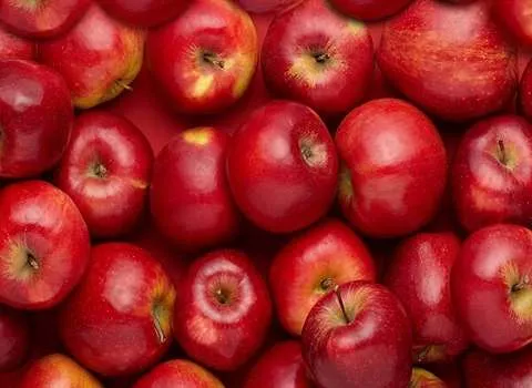 قیمت سیب ممتاز مراغه