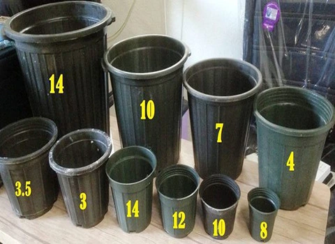 گلدان پلاستیکی سیاه گلخانه ای | خرید با قیمت ارزان