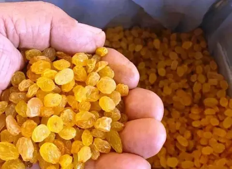 خرید و قیمت روز کشمش تاکستان قزوین