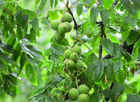 گردو تازه؛ کنترل وزن 2 نوع بسته بندی فله حاوی Vitamin B