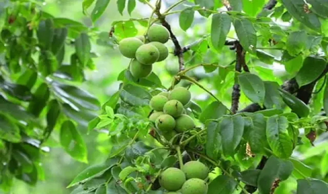 گردو تازه؛ کنترل وزن 2 نوع بسته بندی فله حاوی Vitamin B