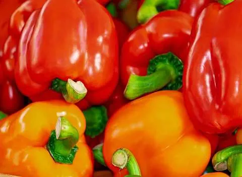 فلفل دلمه ای های رنگی؛ قرمز زرد سبز خون ساز 2 طعم شیرین تند