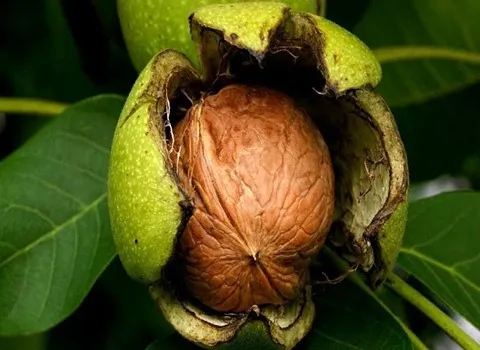 گردو درجه یک امسال ؛ پوست کاغذی سنگی بهبود عملکرد قلب