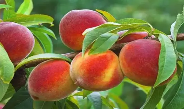 خرید هلو آلبرتا محلی + قیمت عالی با کیفیت تضمینی