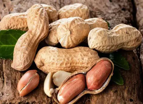 بادام زمینی اردبیل؛ خام برشته درمان بیماری عصبی قلبی عروقی