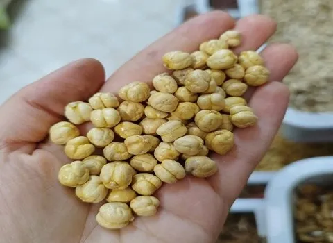 قیمت نخودچی کیلویی