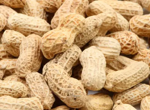 بادام زمینی پوست دار؛ درشت خوشمزه بو داده حاوی ویتامین A