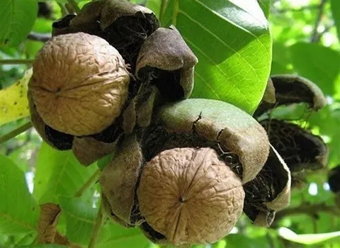 گردو کارتونی؛ پروتئین فیبر ویتامین بهبود عملکرد کبد Hamedan