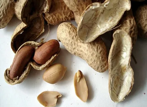 بادام زمینی زرد؛ پروتئین آنتی اکسیدان 2 مدل پیشگیری سرطان