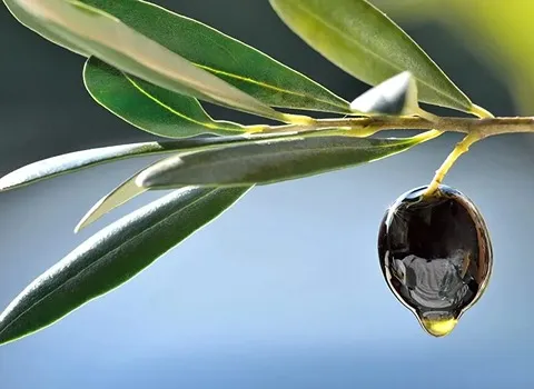 زیتون سیاه؛ ویتامین پروتئین املاح معدنی غذایی دارویی شمال Organic