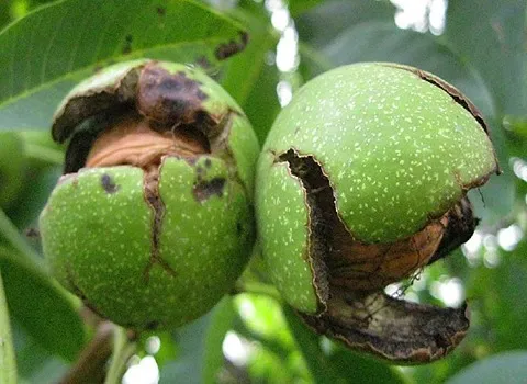 گردو پوست سبز؛ جوان سازی پوست کاهش کلسترول خون