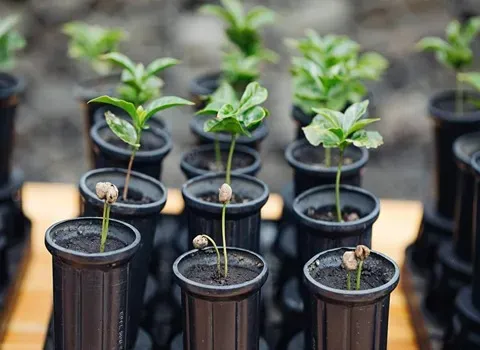 گلدان پلاستیکی نشا؛ مواد پلیمری (کاشت بذر کاکتوس) مشکی قهوه ای