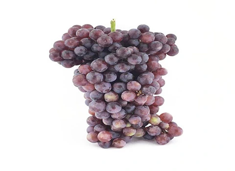 قیمت خرید انگور یاقوتی قرمز + تست کیفیت