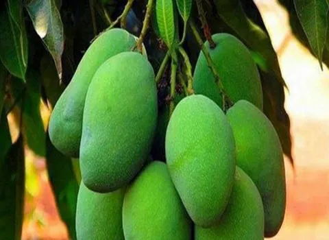 قیمت خرید انبه سبز + فروش عالی