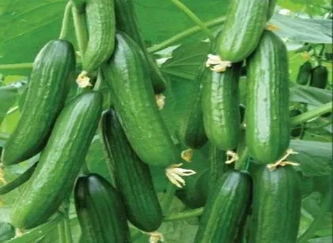 خرید بهترین انواع خیار گلخانه  با قیمت ارزان