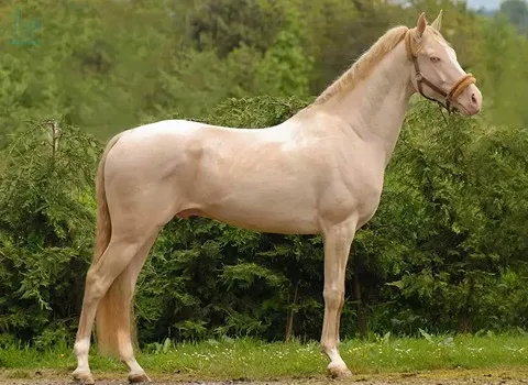 راهنمای خرید اسب ترکمن اصیل + قیمت عالی