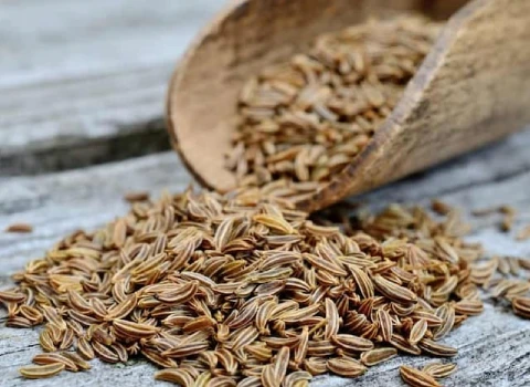 قیمت خرید زیره سبز صادراتی + عکس