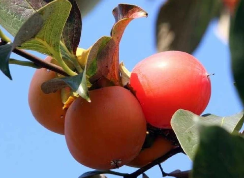 خرمالو در میدان تره بار؛ نرم خوشرنگ پوستی صاف بدون زدگی خرابی