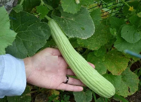 خرید و قیمت روز خیار چنبر گلخانه ای