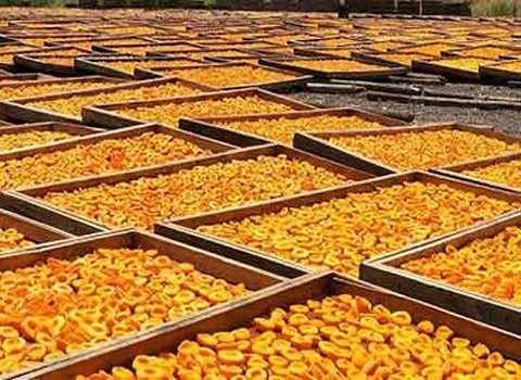 خرید جدیدترین انواع زرد آلو خشک در کیفیت های متنوع