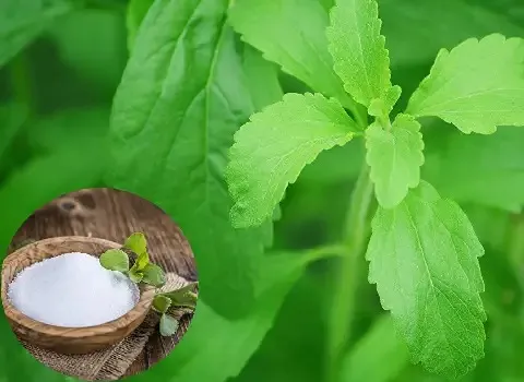 استویا اصل؛ استویول گیکوزید کنترل سطح خون کاهش تری گلیسیرید