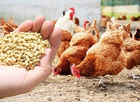 خوراک دام و طیور کنسانتره؛ تقویت رشد حاوی (سبوس جو پنبه دانه)