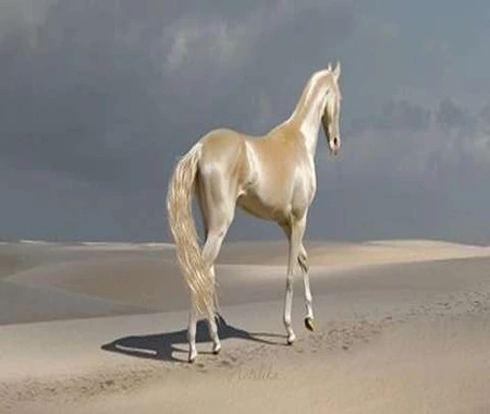 اسب ترکمن آخال تکه طلایی در ایران کد 268
